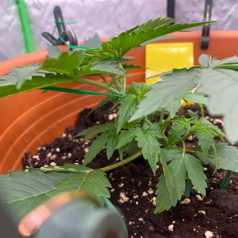 Moby Dick Auto growlog photo: LST 2 Ter Tag