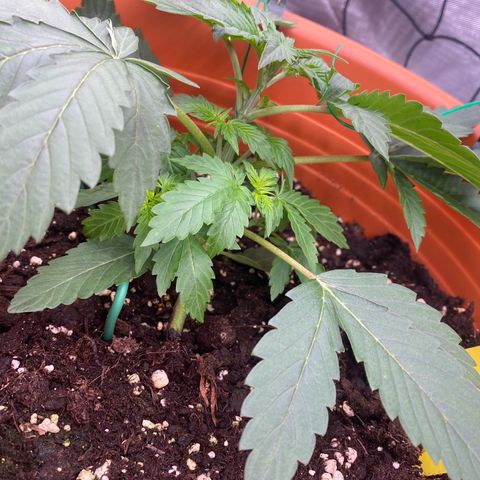 Moby Dick Auto growlog photo: LST 2 Ter Tag