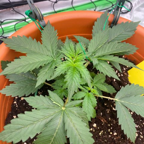 Moby Dick Auto growlog photo: LST 2 Ter Tag