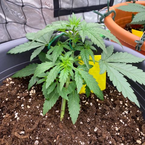 Mimosa x Orange Punch Auto growlog timeline photo