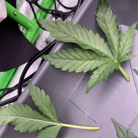 Mimosa x Orange Punch Auto growlog timeline photo