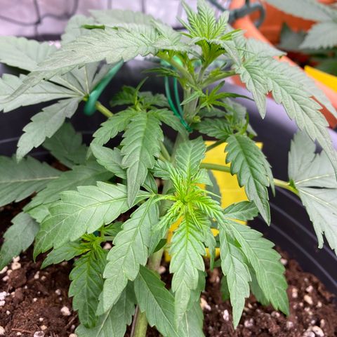 Mimosa x Orange Punch Auto growlog timeline photo