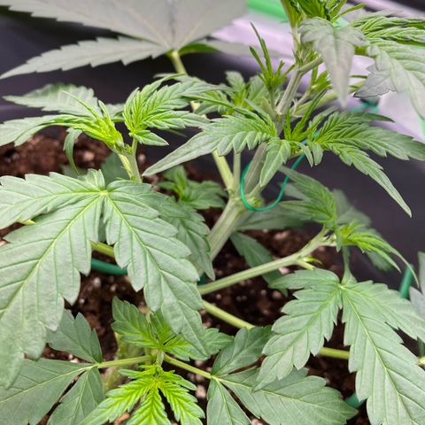 Glue Gelato Auto growlog timeline photo