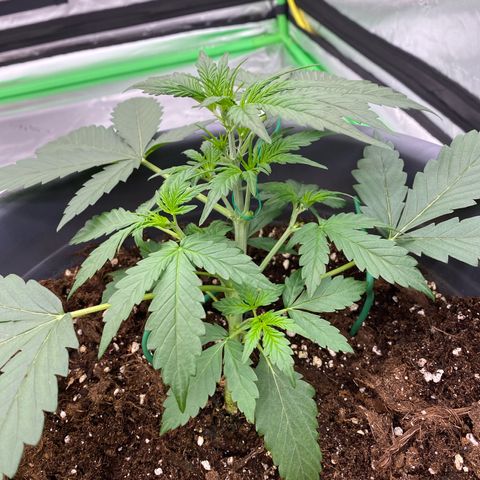 Glue Gelato Auto growlog timeline photo