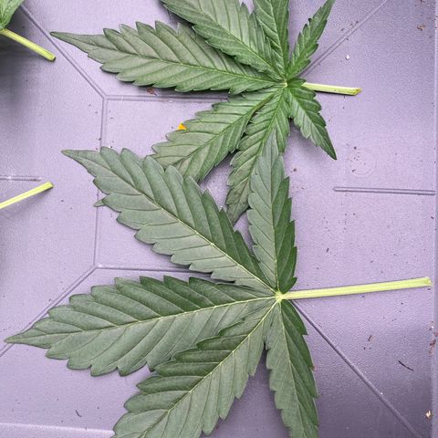 Glue Gelato Auto growlog timeline photo
