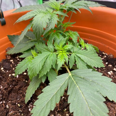 Moby Dick Auto growlog timeline photo