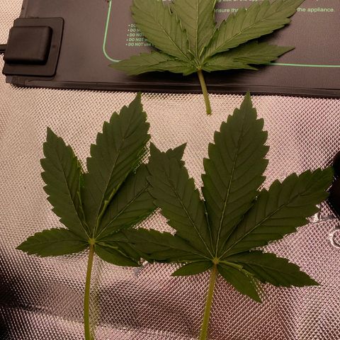Moby Dick Auto growlog timeline photo