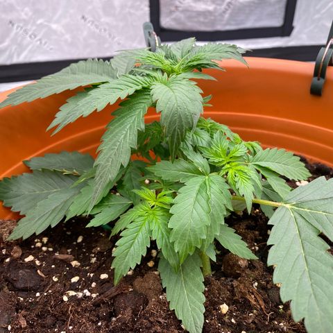 Moby Dick Auto growlog timeline photo