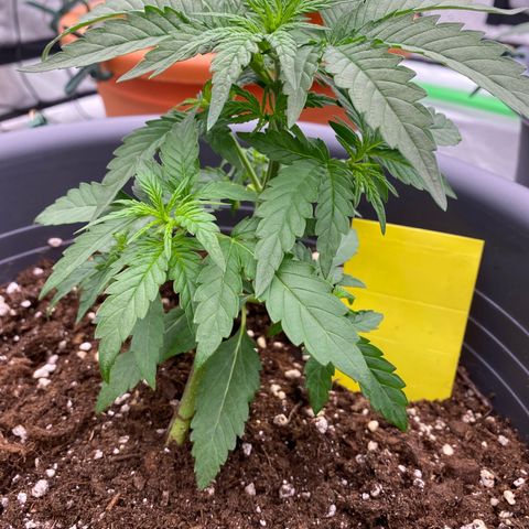 Mimosa x Orange Punch Auto growlog timeline photo