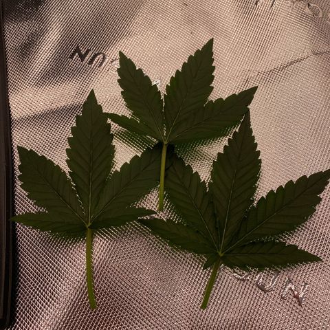 Mimosa x Orange Punch Auto growlog timeline photo
