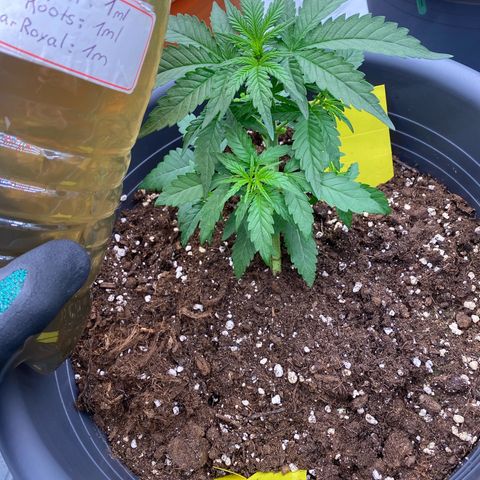 Mimosa x Orange Punch Auto growlog timeline photo