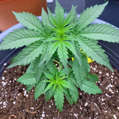 Mimosa x Orange Punch Auto growlog timeline photo