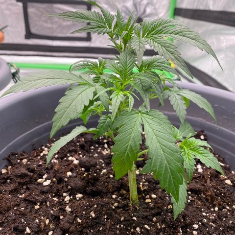 Glue Gelato Auto growlog timeline photo