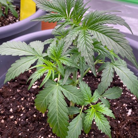 Glue Gelato Auto growlog timeline photo