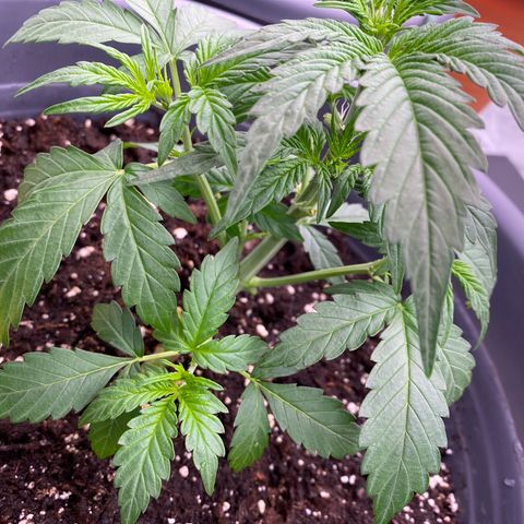 Glue Gelato Auto growlog timeline photo