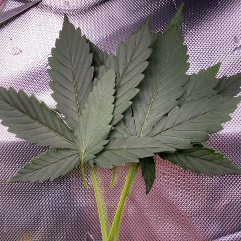 Glue Gelato Auto growlog timeline photo