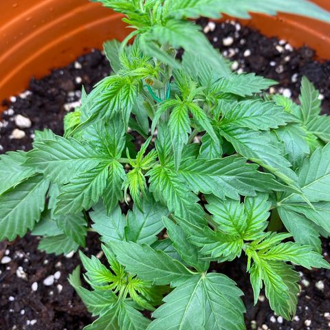 Moby Dick Auto growlog timeline photo