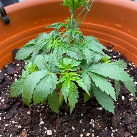Moby Dick Auto growlog timeline photo