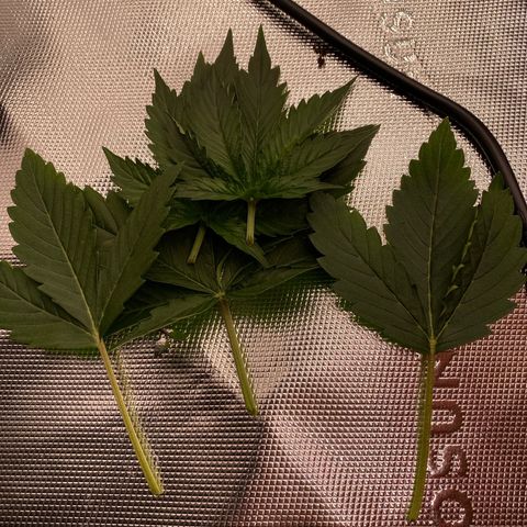 Moby Dick Auto growlog timeline photo