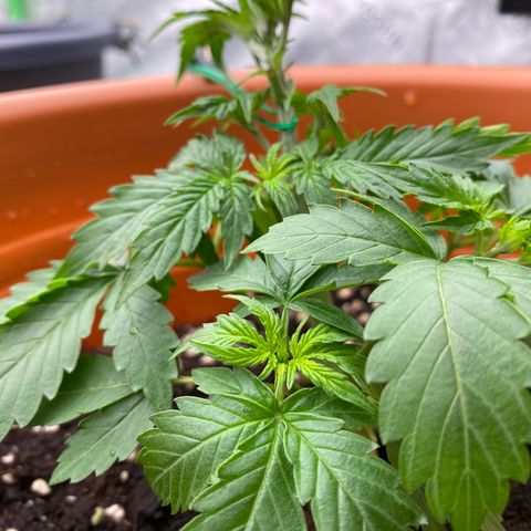 Moby Dick Auto growlog timeline photo