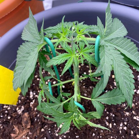 Mimosa x Orange Punch Auto growlog timeline photo