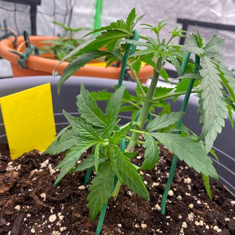 Mimosa x Orange Punch Auto growlog timeline photo