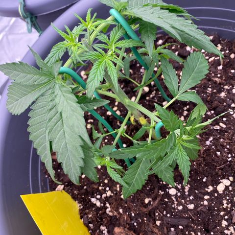 Mimosa x Orange Punch Auto growlog timeline photo