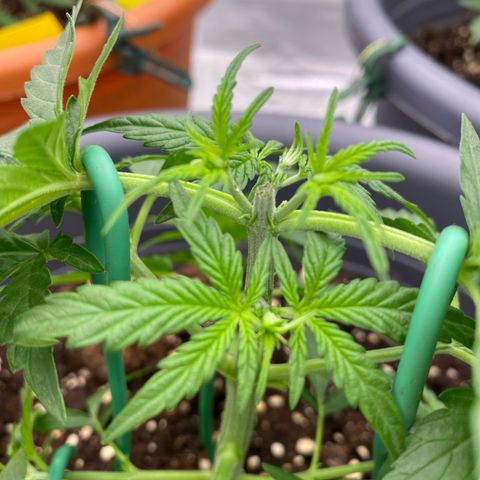 Mimosa x Orange Punch Auto growlog timeline photo