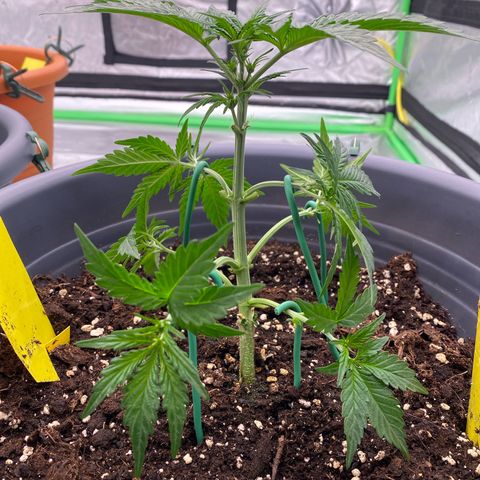 Glue Gelato Auto growlog timeline photo