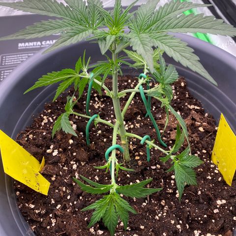 Glue Gelato Auto growlog timeline photo