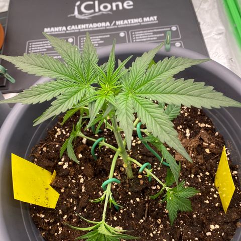 Glue Gelato Auto growlog timeline photo