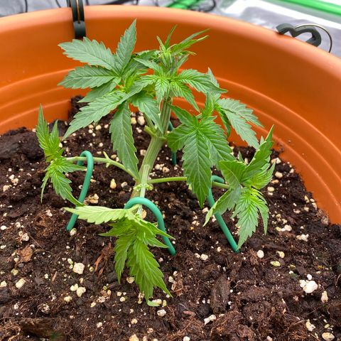 Moby Dick Auto growlog timeline photo
