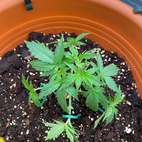 Moby Dick Auto growlog timeline photo
