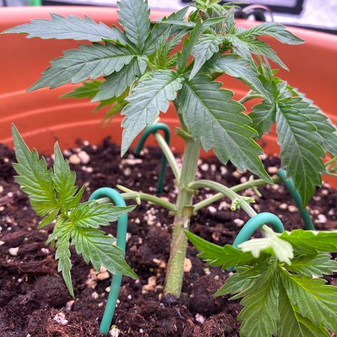 Moby Dick Auto growlog timeline photo