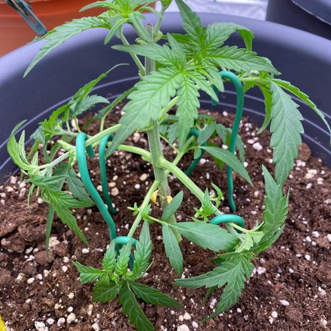 Mimosa x Orange Punch Auto growlog timeline photo