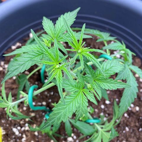 Mimosa x Orange Punch Auto growlog timeline photo