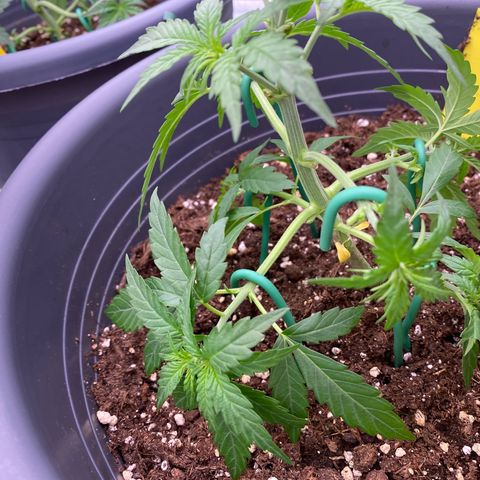 Mimosa x Orange Punch Auto growlog timeline photo