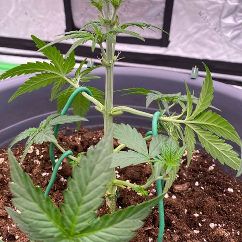 Glue Gelato Auto growlog timeline photo