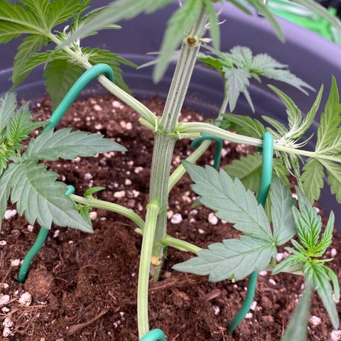 Glue Gelato Auto growlog timeline photo