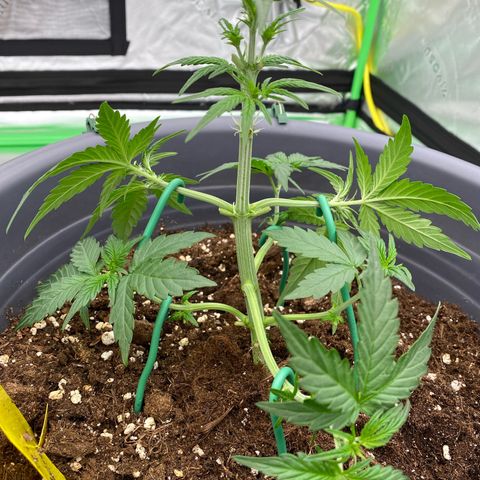 Glue Gelato Auto growlog timeline photo