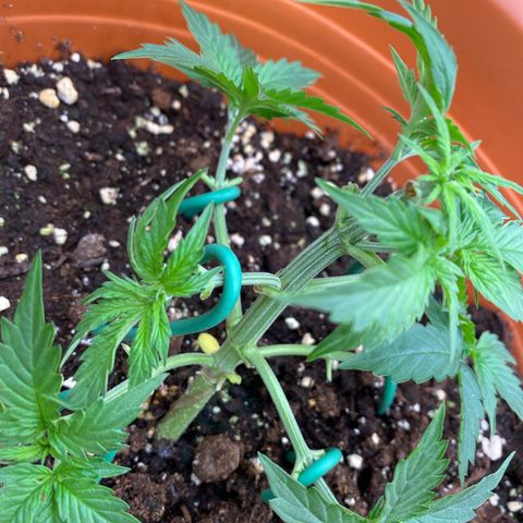 Moby Dick Auto growlog timeline photo
