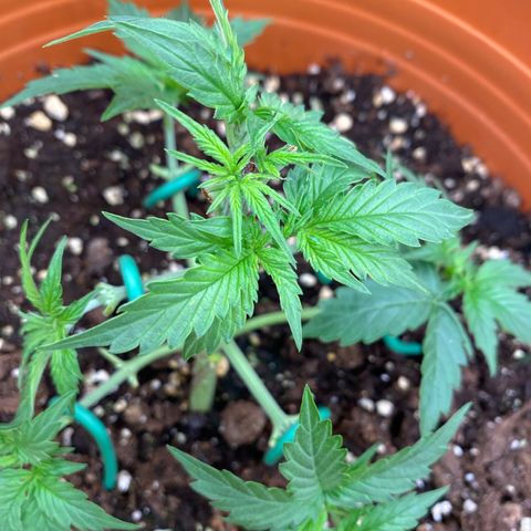 Moby Dick Auto growlog timeline photo