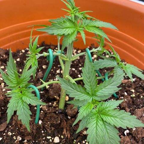 Moby Dick Auto growlog timeline photo