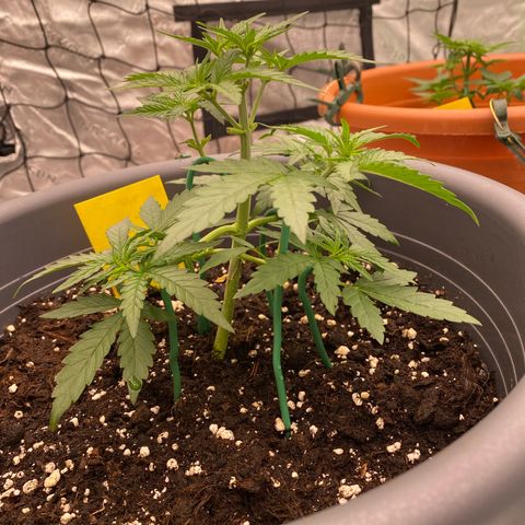 Mimosa x Orange Punch Auto growlog timeline photo