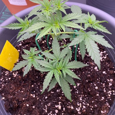 Mimosa x Orange Punch Auto growlog photo: Von 25% Licht auf 75%