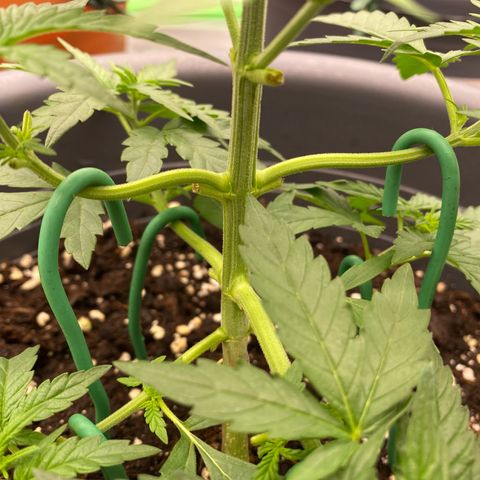 Mimosa x Orange Punch Auto growlog timeline photo