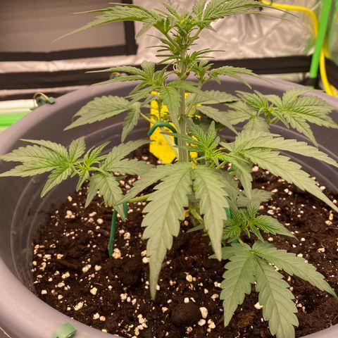 Glue Gelato Auto growlog timeline photo