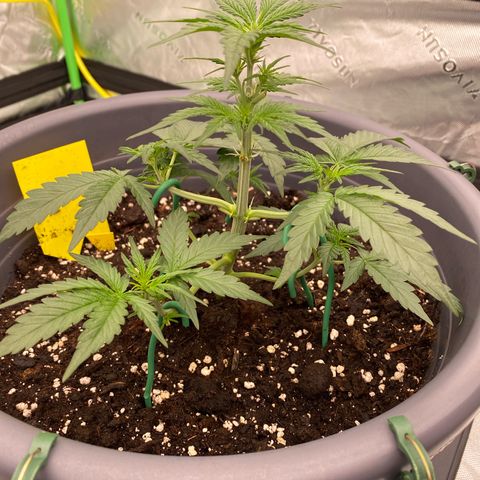 Glue Gelato Auto growlog timeline photo