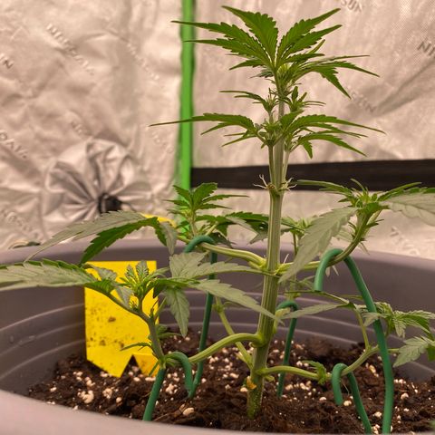 Glue Gelato Auto growlog timeline photo