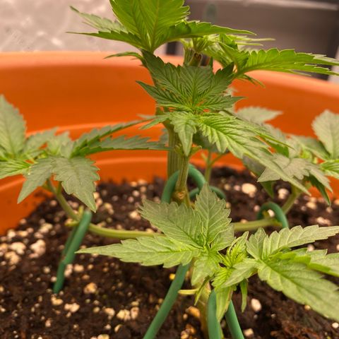 Moby Dick Auto growlog timeline photo